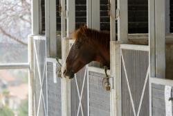 horse paddock